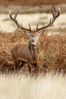 Red Deer (Cervus elaphus), stag during the rut, England, UK