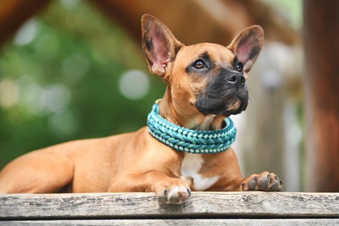 Brown French Bulldog mix with long nose wearing teal blue paracord collar