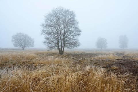 Birches in winter Rehdener Geestmoor in fog, Diepholzer Moorniederung, Rehden, Lower Saxony,