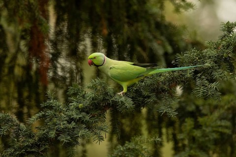 Rose-ringed Parakeet (Psittacula krameri) male perched in European yew (Taxus baccata) tree, Hesse,