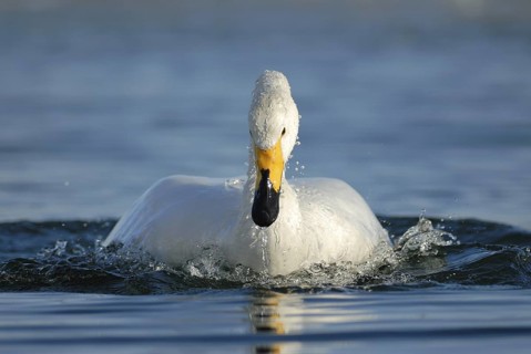 Whooper Swan (Cygnus cygnus), Hokkaido, Japan