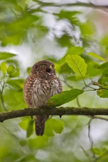 Eurasian Pygmy Owl (Glaucidium passerinum), Bavaria, Germany