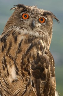 Eurasian Eagle-Owl (Bubo bubo), South Tyrol, Italy