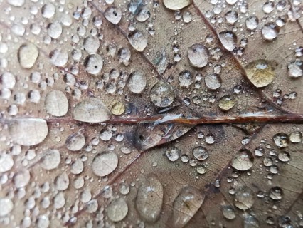Detailed close-up view of water droplets on a leaf surface, Frankenwald nature park Park