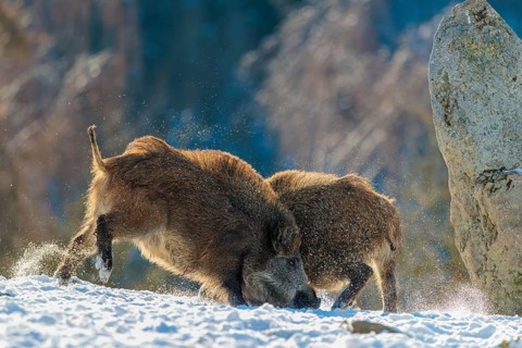 Two young wild boars (Sus scrofa) wrestle with each other in the backlight of the sun in a clearing