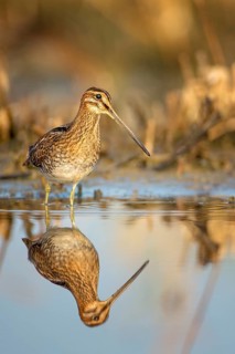 Common Snipe (Gallinago gallinago) foraging, Burgenland, Austria
