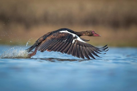 Spur-winged Goose (Plectropterus gambensis) flying, Gauteng, South Africa