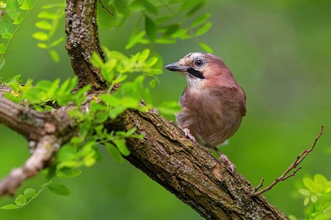 Jay, European Jay, Jay, eurasian jay (Garrulus glandarius), Geai des chênes, Arrendajo Común,