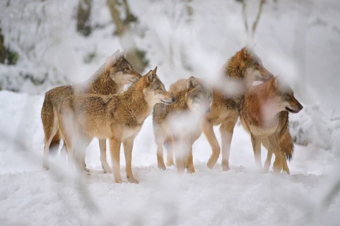 Five wolves standing in a snowy forest, their posture tense and alert, Winter, Wolf (Canis lupus),