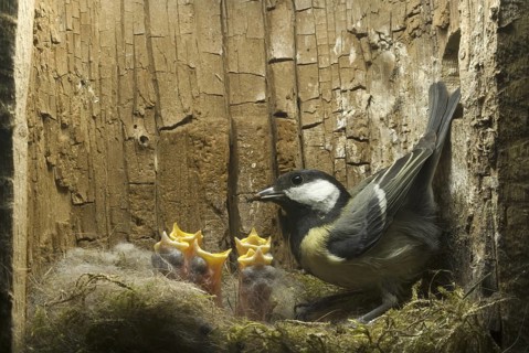 Great Tit (Parus major), Saxony, Germany