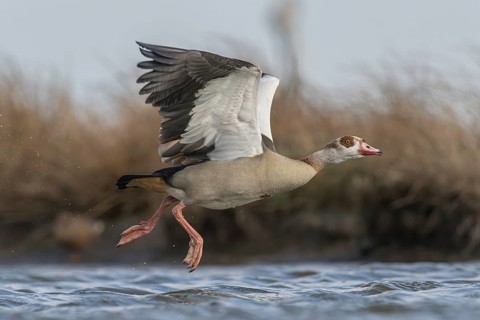 Egyptian Goose (Alopochen aegyptiaca) taking flight, Schleswig-Holstein, Germany