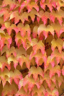 Wild Vine Red and yellow autumn leaves cover a wall and create a colourful, natural texture,