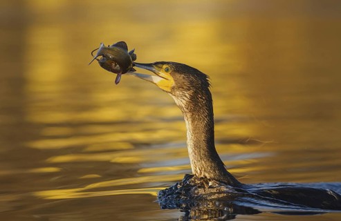 Great Cormorant (Phalacrocorax carbo) with Black bullhead (Ameiurus melas) prey in beak, Piedmont,