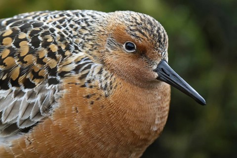 Red Knot (Calidris canutus), Asturias, Spain