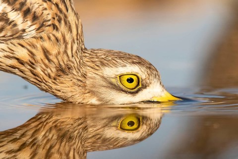 Eurasian Stone-curlew (Burhinus oedicnemus) drinking, Castile-La Mancha, Spain