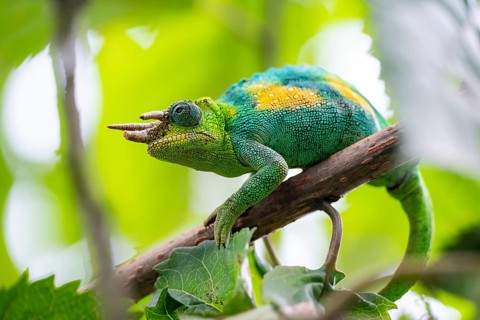 Three-horned chameleon (Trioceros jacksonii), male, between leaves on a branch, Bwindi Impenetrable