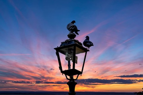 Two pigeons (Columbidae) on a lantern at sunset, Franconia, Bavaria, Germany