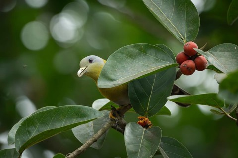 Yellow-footed green pigeon (Treron phoenicopterus) in a banyan tree, Sreepur, Gazipur, bangladesh