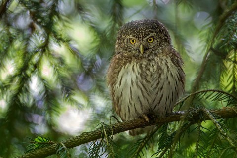 Eurasian Pygmy Owl (Glaucidium passerinum), Saxony, Germany