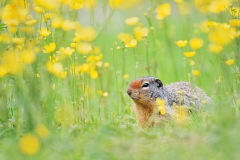 Columbia ground squirrel (Urocitellus columbianus, Spermophilus columbianus) in a flower meadow,
