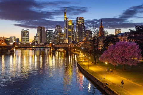 The ornamental cherries on the banks of the Main are blooming in front of Frankfurt's banking