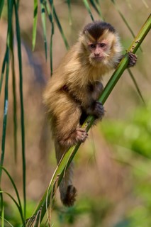 A capuchin monkey climbs energetically on a bamboo in the wild, Capuchin monkey (Sapajus apella),