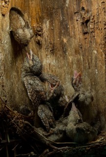 Eurasian Wryneck (Jynx torquilla) feeding chicks in nesting box, Saxony, Germany