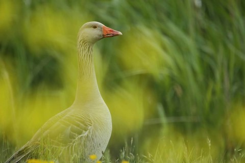 Portrait of grey goose (Anser anser) blurred with yellow spots due to depth of field, Texel, North