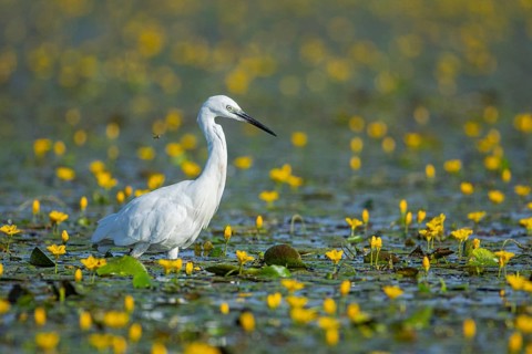 Little Egret (Egretta garzetta) Hungary