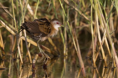 Little Crake (Porzana parva) female, Cyprus