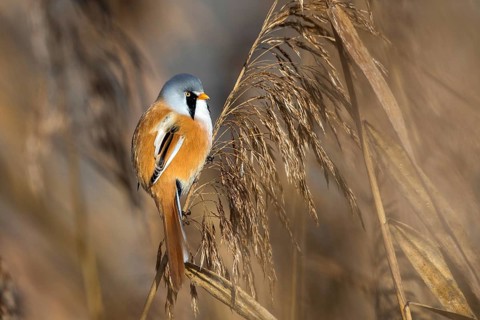 Bearded tit sitting on reed stalk, (Panurus biarmicus), Federsee lake, Baden-Württemberg, Federal