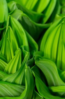 A detailed close-up of white hellebore, Veratrum album, leaves, displaying their vibrant green