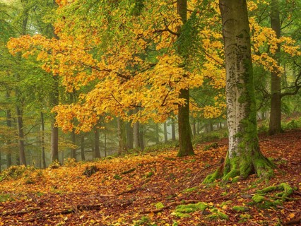 Old beech forest (fagus) in autumn near fog, a sycamore maple in full autumn colour,