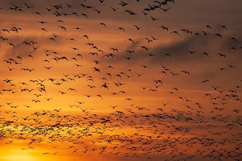 Pink-footed goose (Anser brachyrhynchus) adult geese birds in flight in a large flock or skein