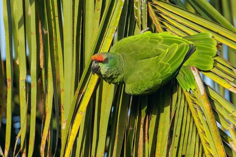 Festive Parrot (Amazona festiva) perched on a branch in the rainforest of Guyana