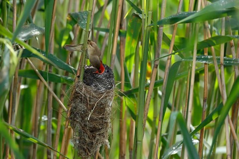 Common Cuckoo & Eurasian Reed Warbler (Cuculus canorus & Acrocephalus scirpaceus) Eurasian Reed