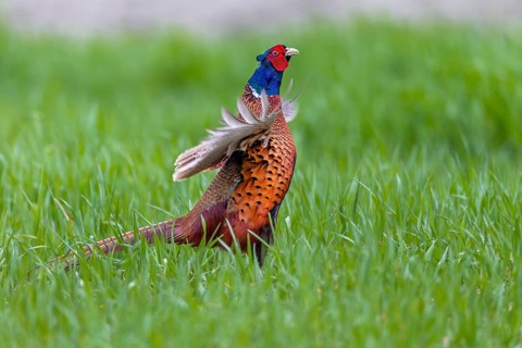 The powerful wing beats of mating pheasant cocks (Phasianus colchicus) often lift them off the