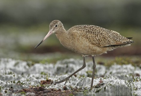 Marbled Godwit (Limosa fedoa), California, USA