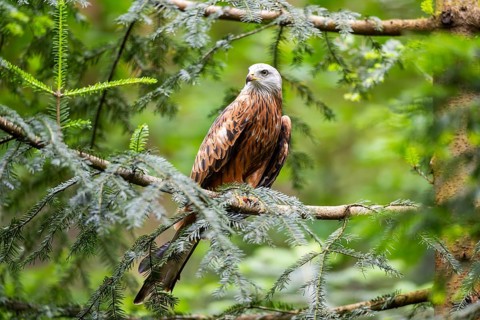 Red kite (Milvus milvus) sitting on a branch, Bavaria, Germany
