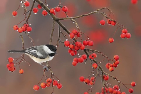 Black-capped Chickadee (Poecile atricapillus), Ohio, USA