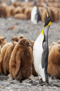 King Penguin (Aptenodytes patagonicus) perched on a rocky beach on South Georgia Island