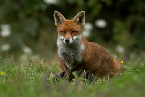 Red fox (Vulpes vulpes) adult animal in countryside grassland in summer, England, United Kingdom