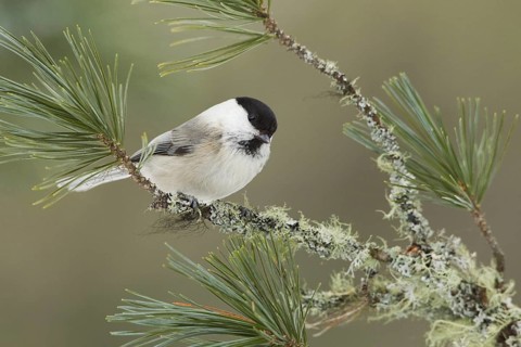 Willow Tit (Poecile montanus), Iceland
