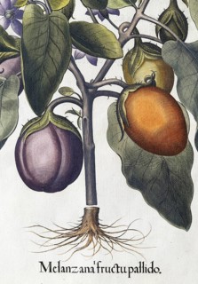 Aubergine (Solanum melongena) or egg plant, hand-coloured copperplate engraving by Basilius Besler,