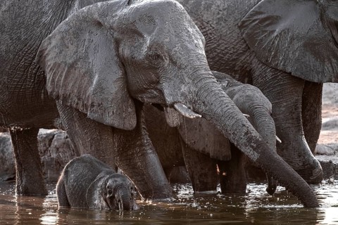 Herd of elephants, African elephant (Loxodonta africana) with young at the waterhole, sunset,