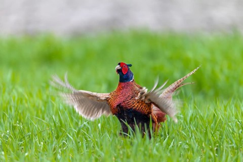 The pheasant cock (Phasianus colchicus) continues the mating ritual with a slightly forward leaning