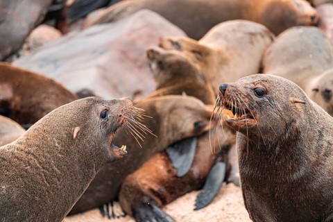 Male fur seals fighting for territory, Cape fur seal (Arctocephalus pusillus), Cape Cross, Atlantic
