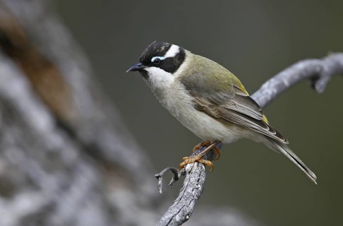 Black-chinned Honeyeater (Melithreptus gularis), Victoria, Australia