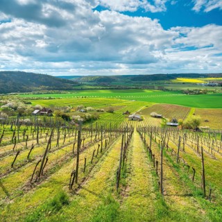 View over vineyard into the Unstrut valley, blue sky with dramatic clouds in spring, near Laucha