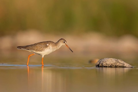 Redshank, (Tringa totanus), Animals, Birds, Snipe family, Raysut, Salalah, Sohar, Oman